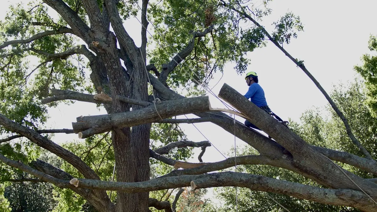 Professional Crown Thinning performed by certified arborists in Roggen