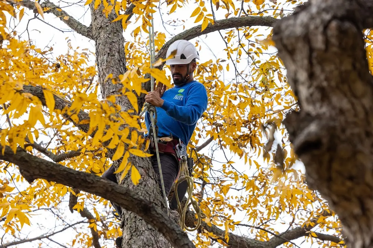 Skilled Storm Damage Cleanup crew working in Roggen